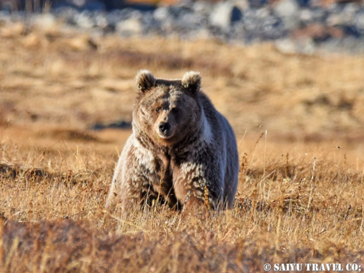 Deosai National Park